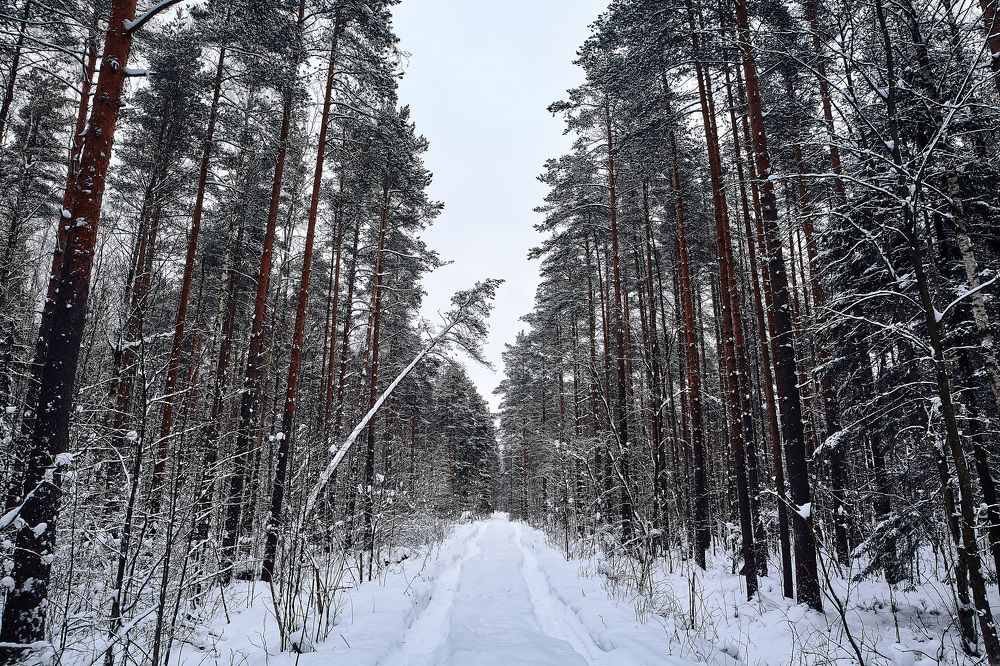 Зимний лес.