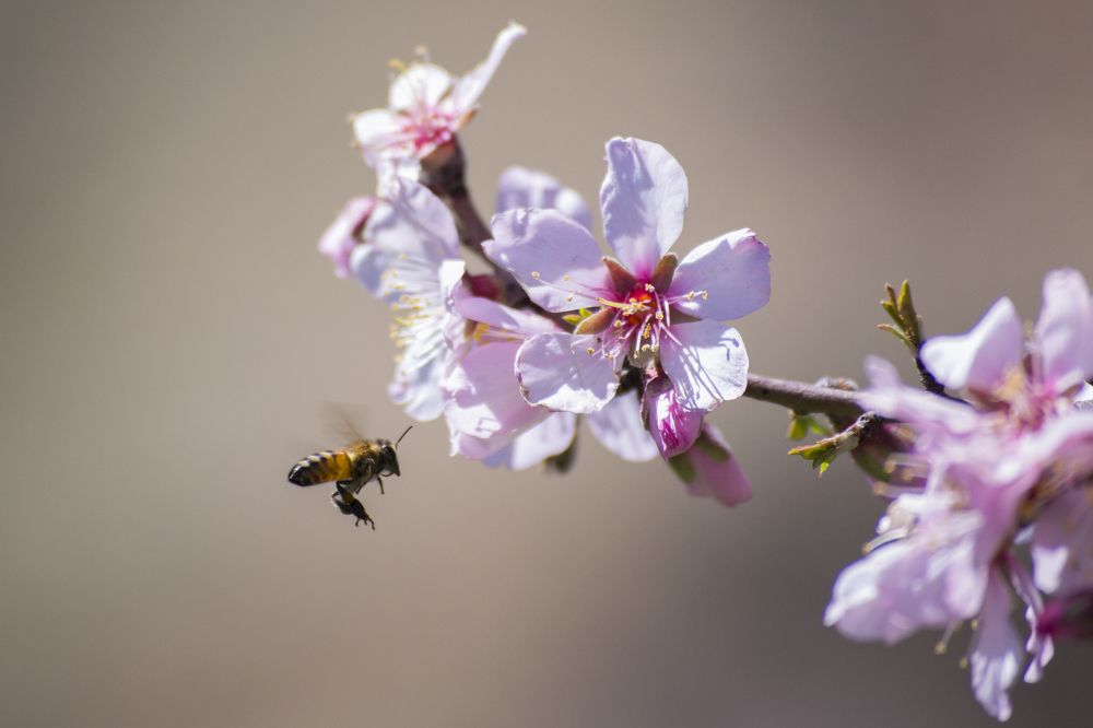 Bee and spring