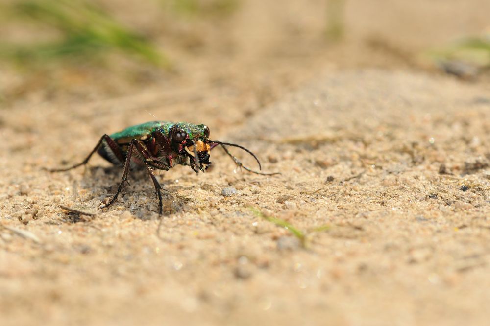 Cicindela I.