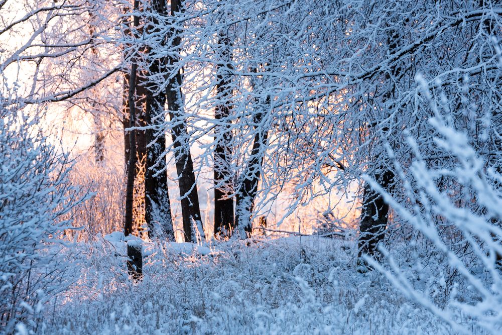 Photograph by Larisa Cekanaviсa