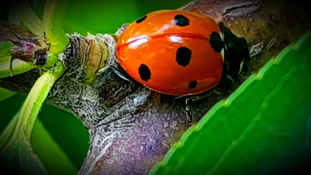 Beatles
