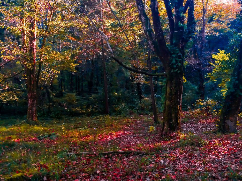 День в лесу