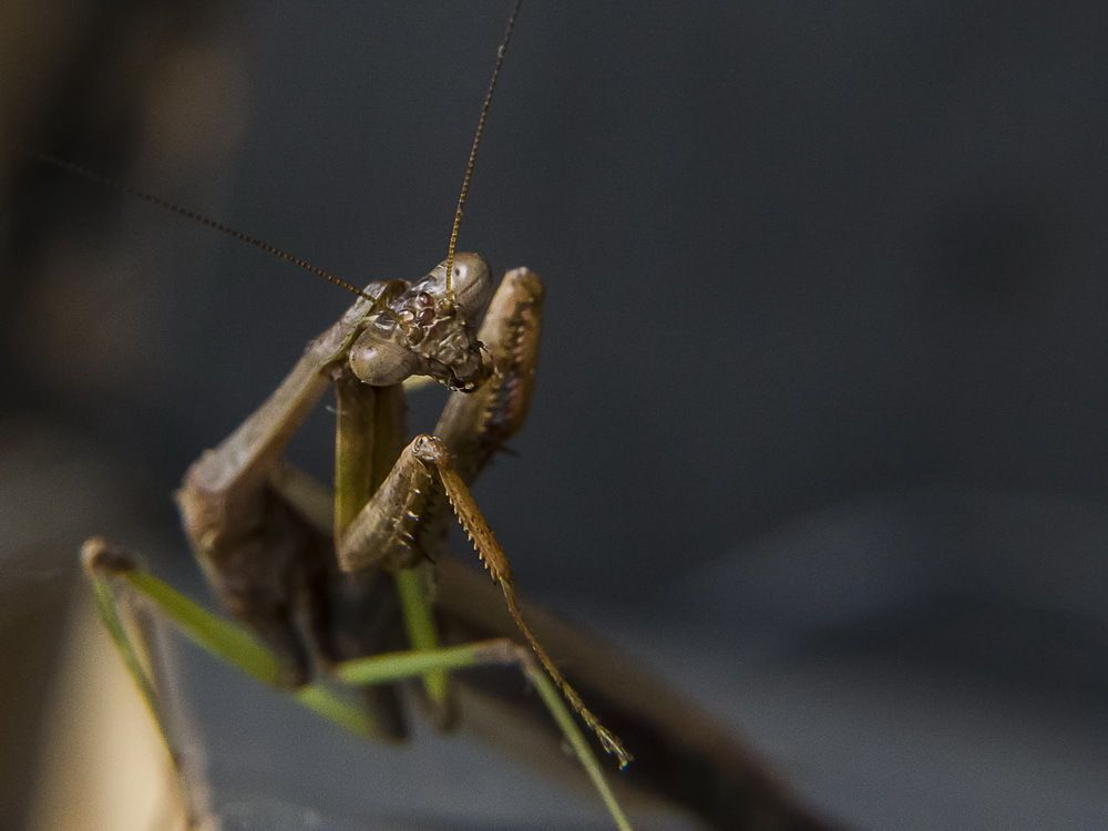 pre columbian figure in a praying mantis
