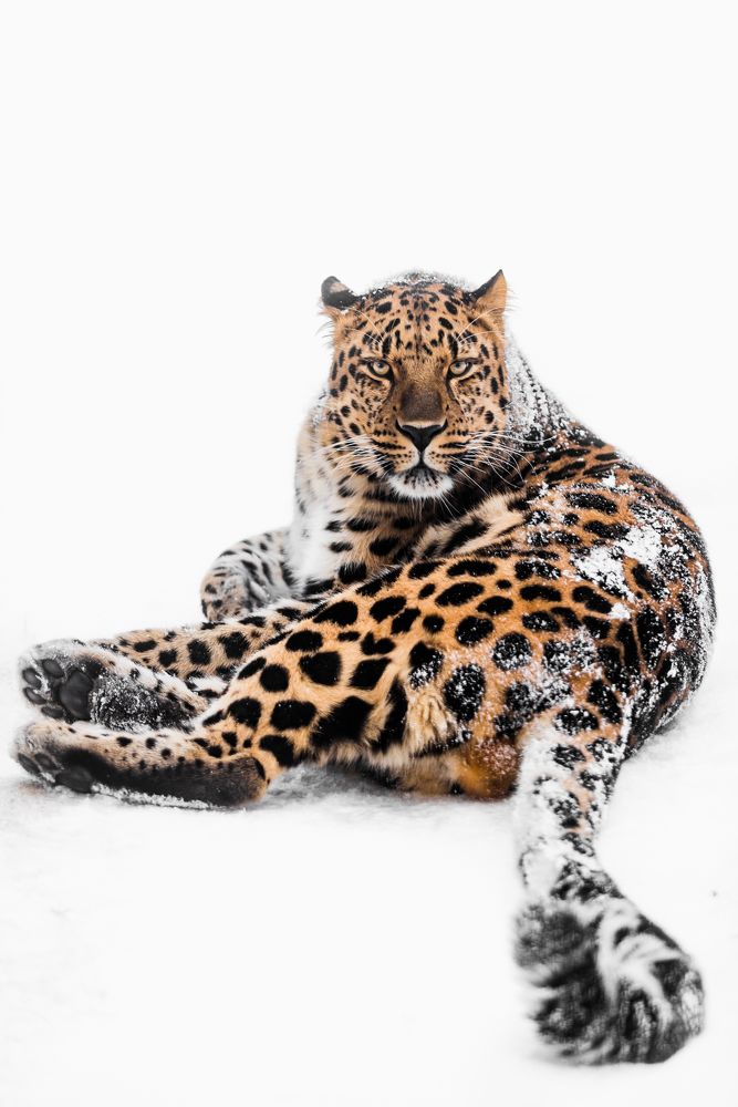 Дальневосточный Леопард