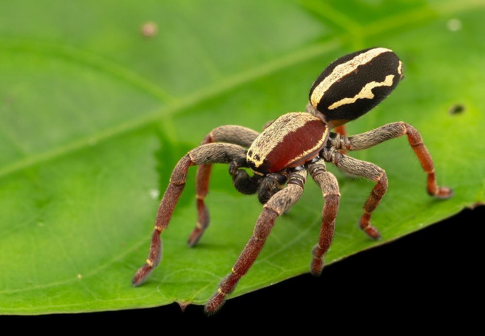 На цыпочках (On tiptoe)