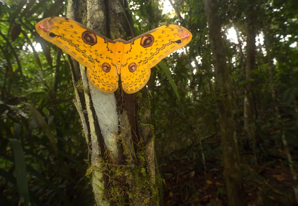 Сокровища тропического леса (Treasures of the rainforest)