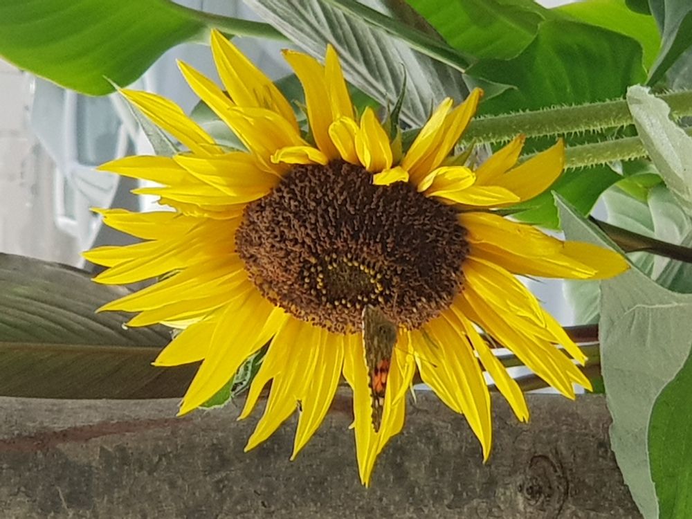 Butterfly playing over sunflower