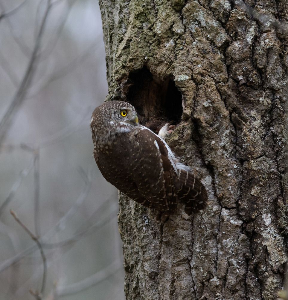 Сыч воробьиный