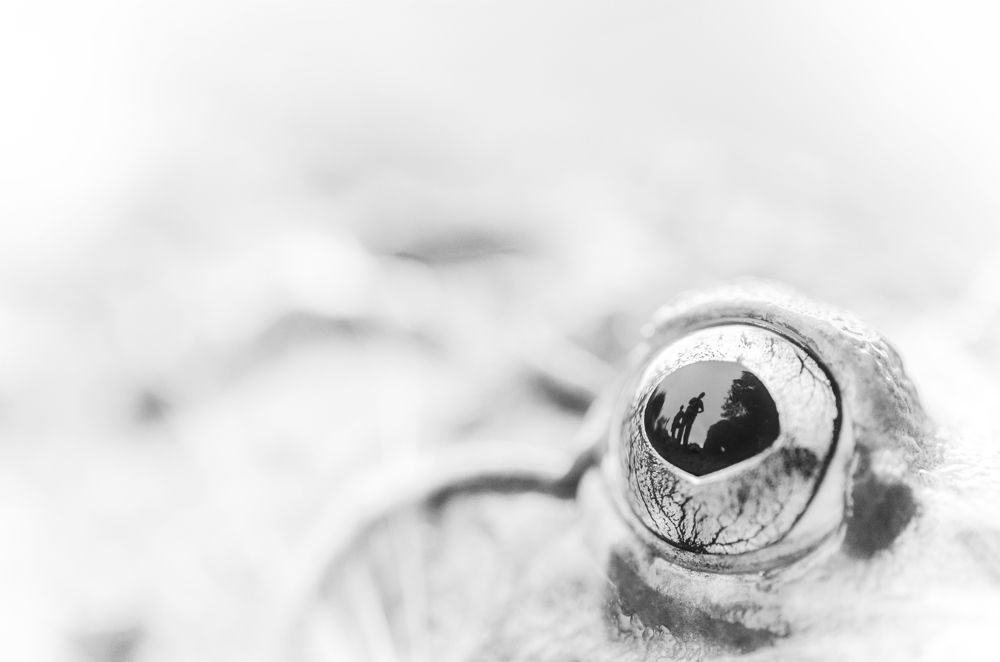 Look into my Eyes you can see the destroyers!