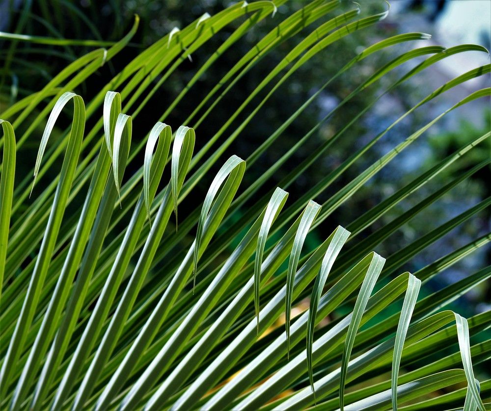 Пальмовые струны