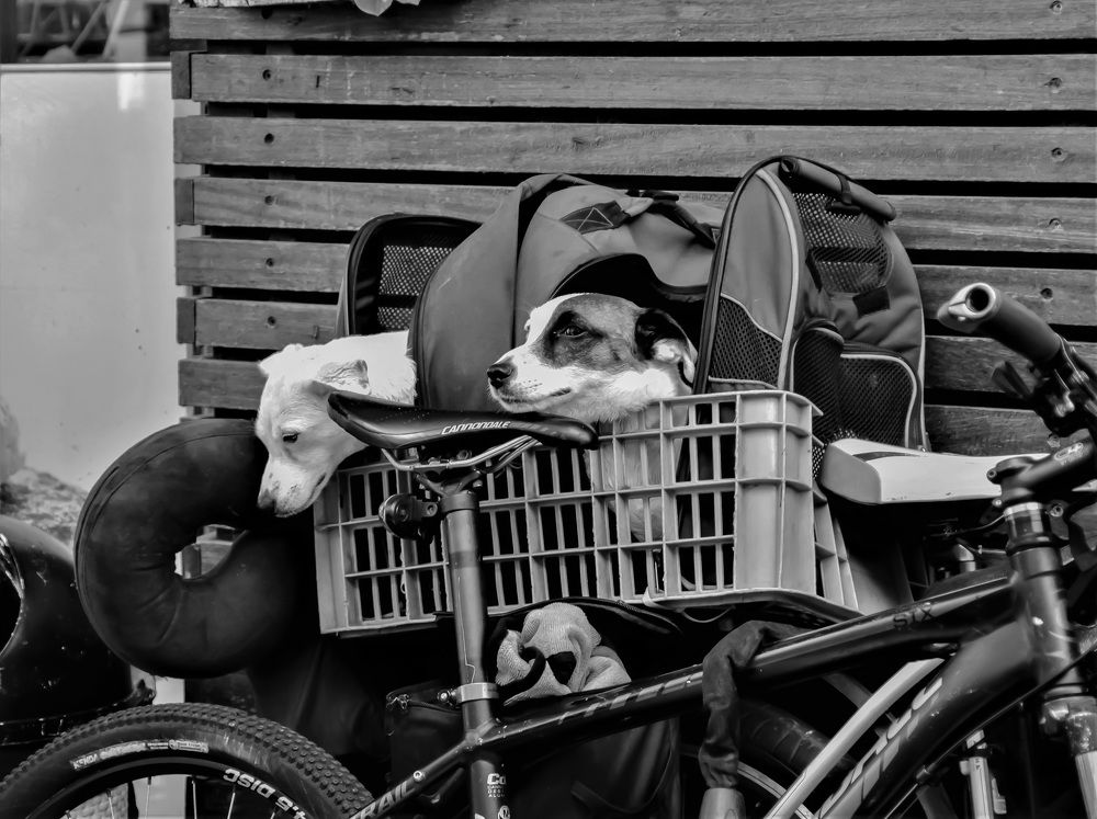 Грусть собачья.