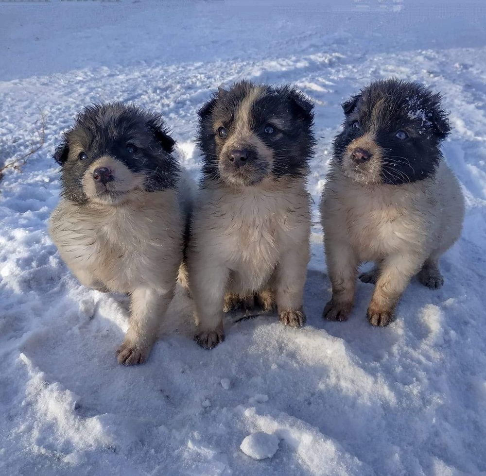 3 orphan puppy
