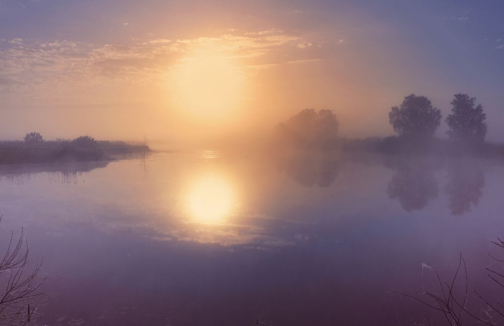 Сиреневый туман