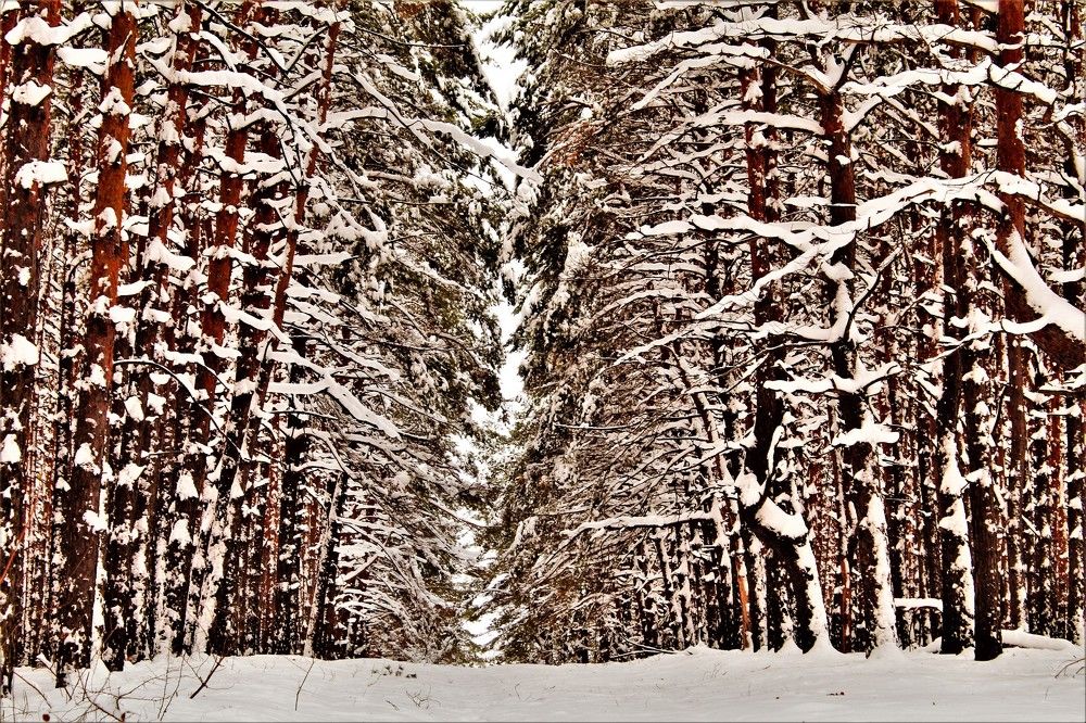 "В сосновом бору"