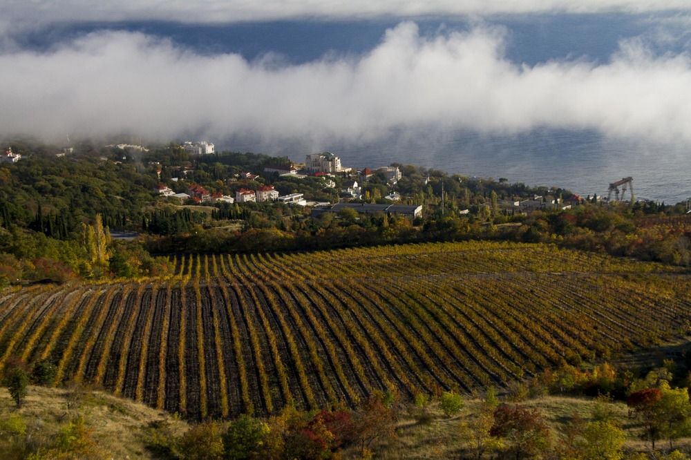 Виноградник на фоне моря