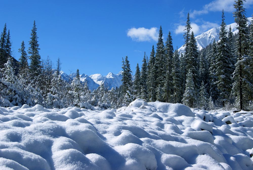 Снежное утро