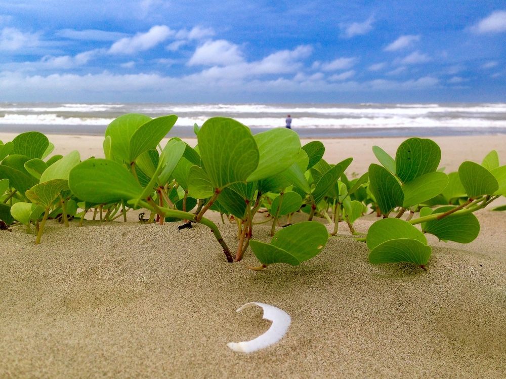 In the heart of the sea