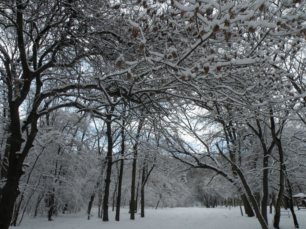 Winter in the park