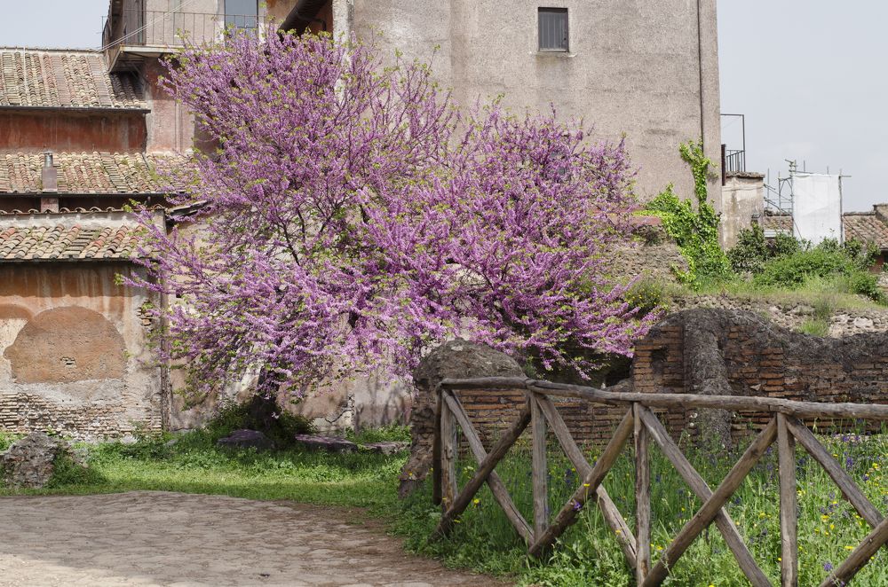 Bush with flowers against old house