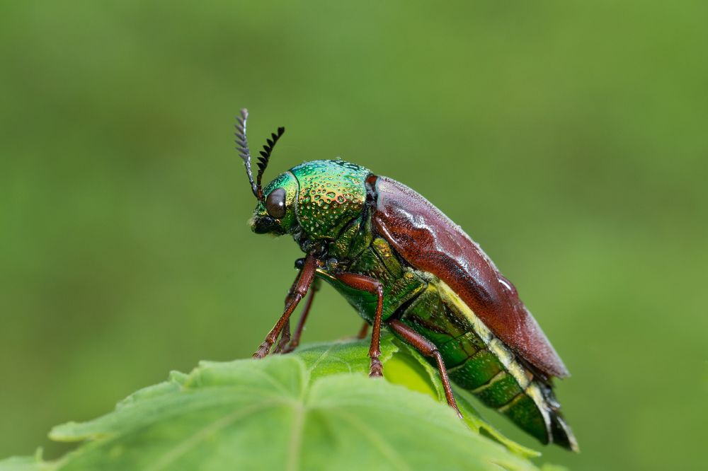 Jewel Beetle