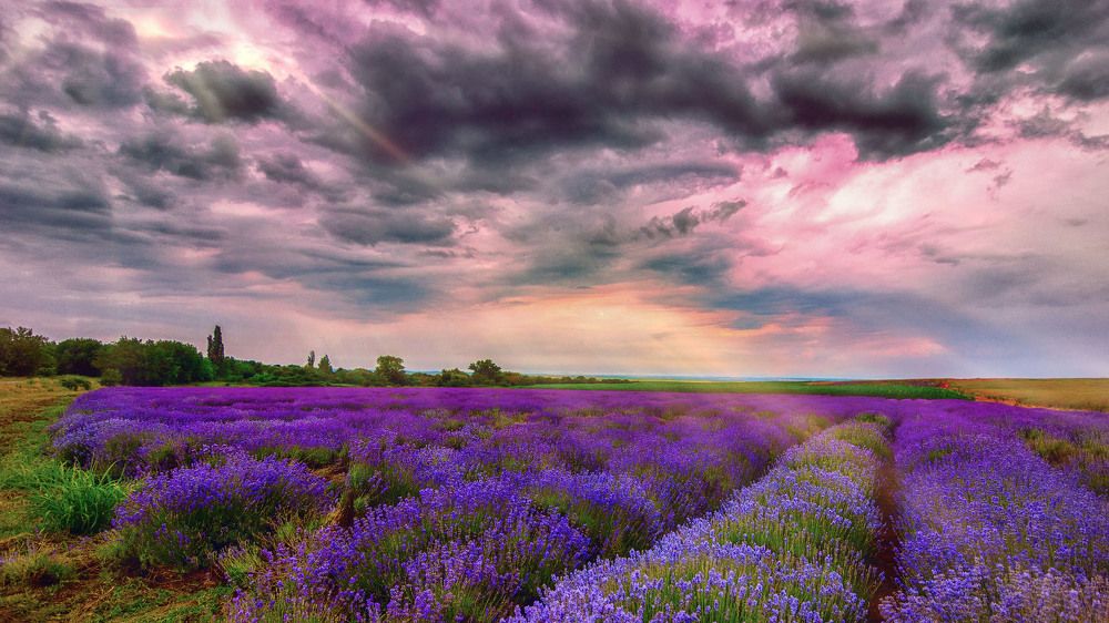Lavender Time
