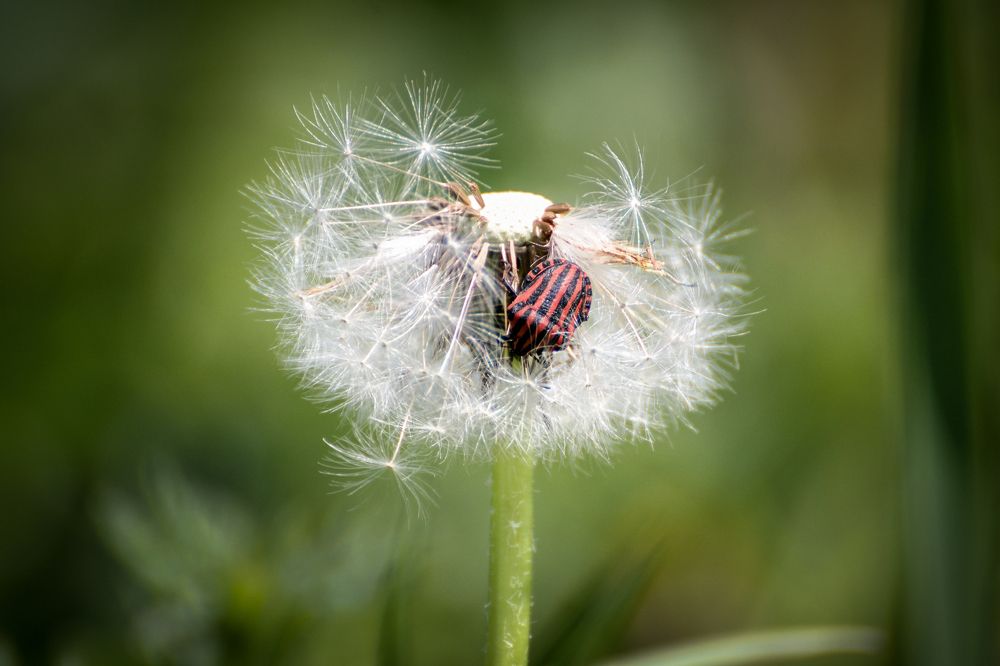 Разрушитель