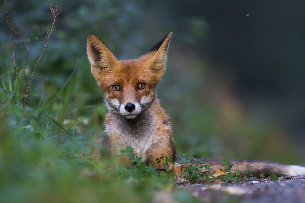 Лис на отдыхе