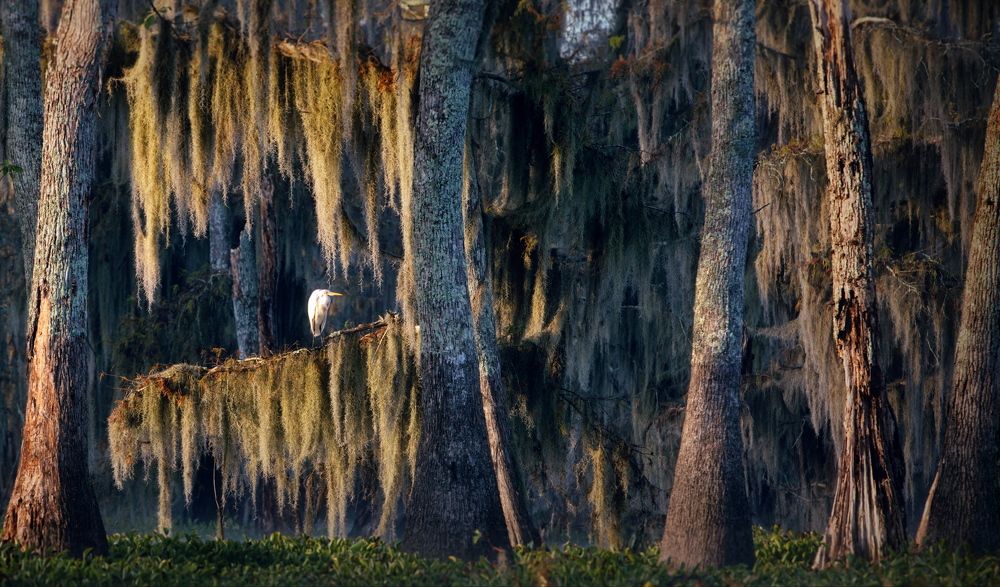 Пейзажная анималистика