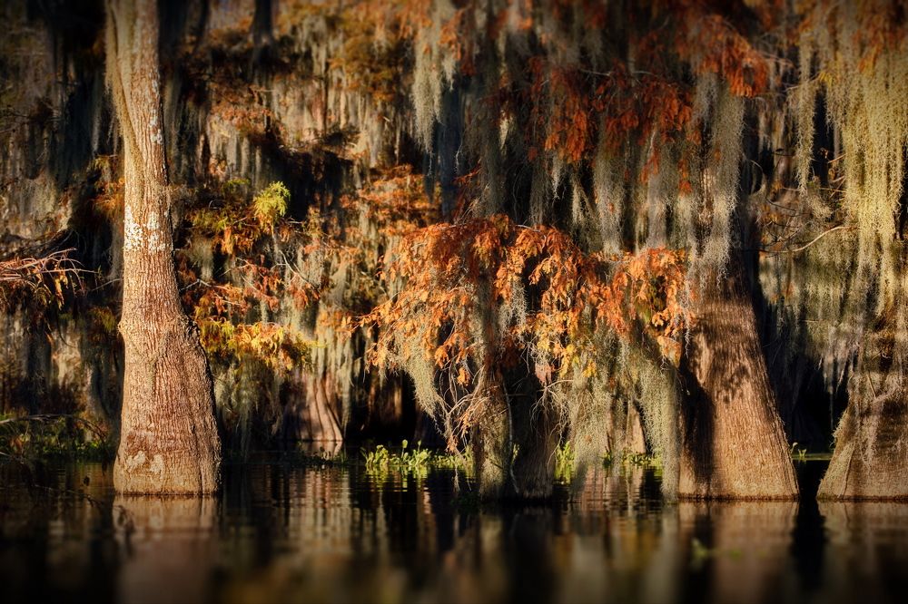 Кипарисовые ощущения в миниатюре