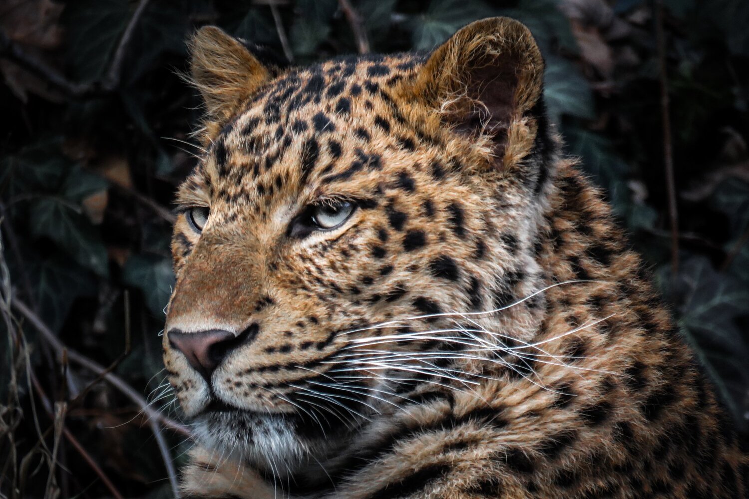 Leopard