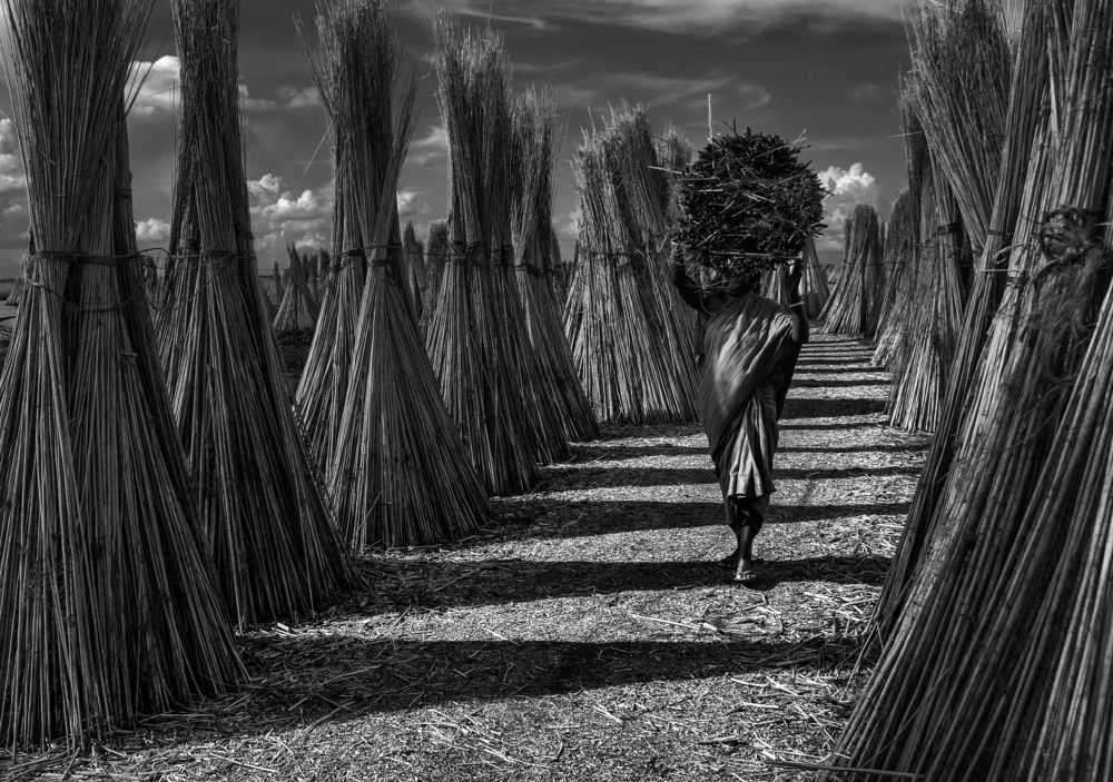 LIFE IN ZEBRA CROSSING