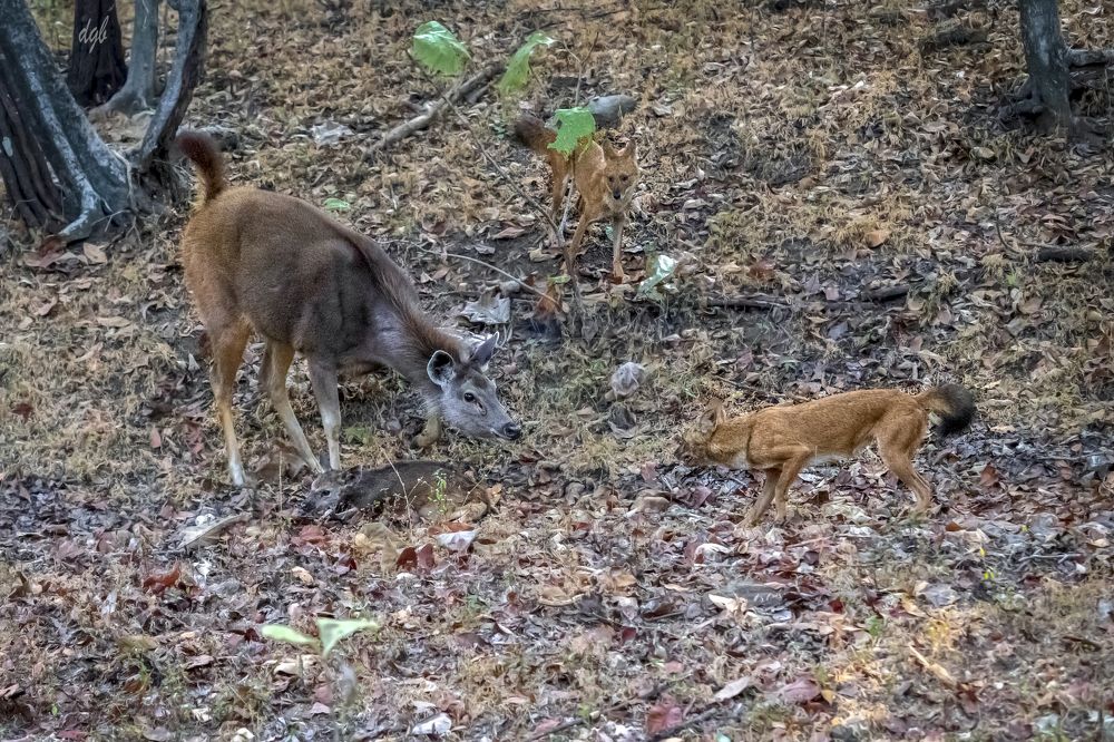 prey , predator and saviour mother