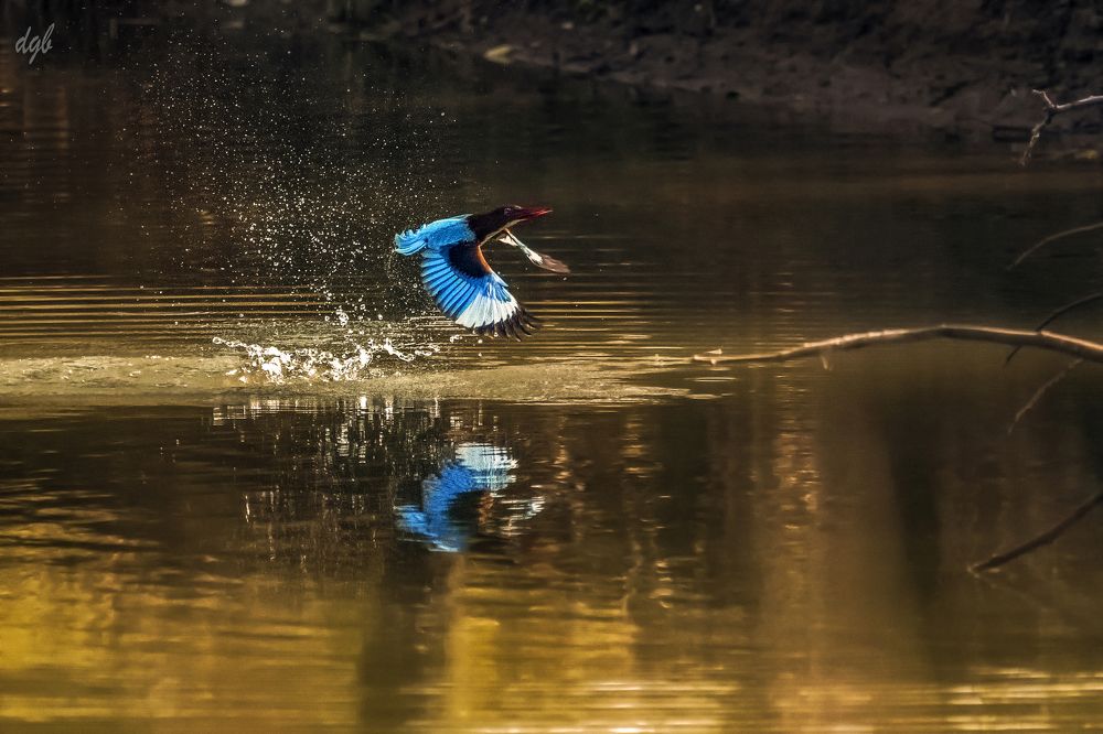 white throated kingfisher taking off after dive