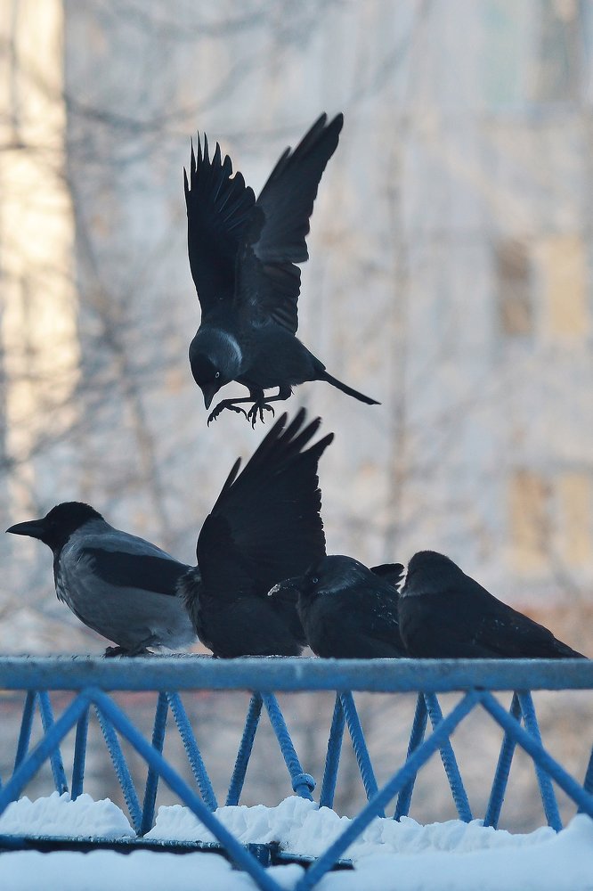 Галки и ворона