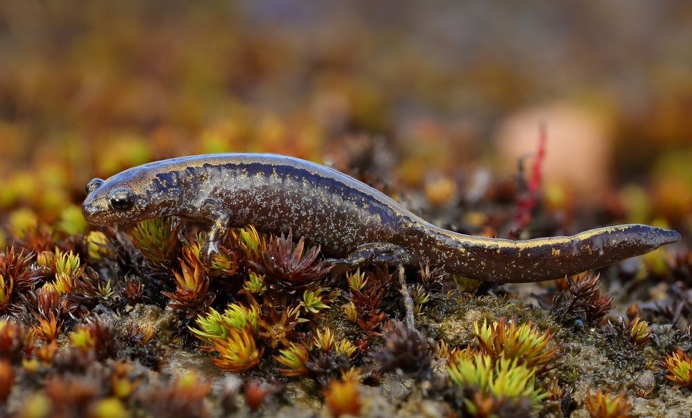 В октябрьском пожаре