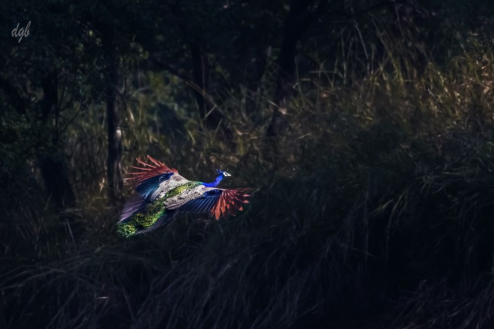 peafall in golden light