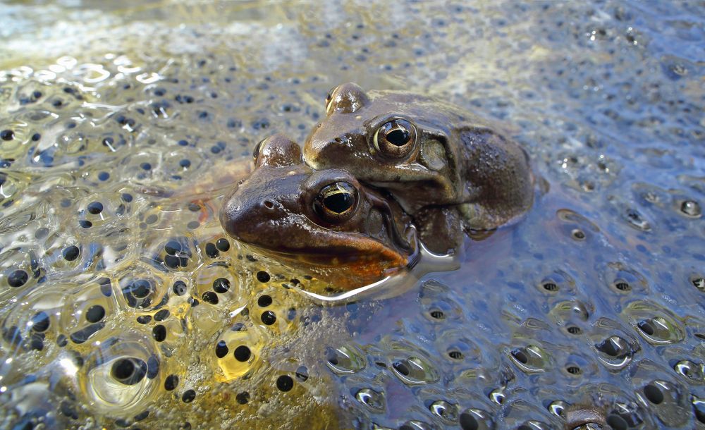 Основной инстинкт