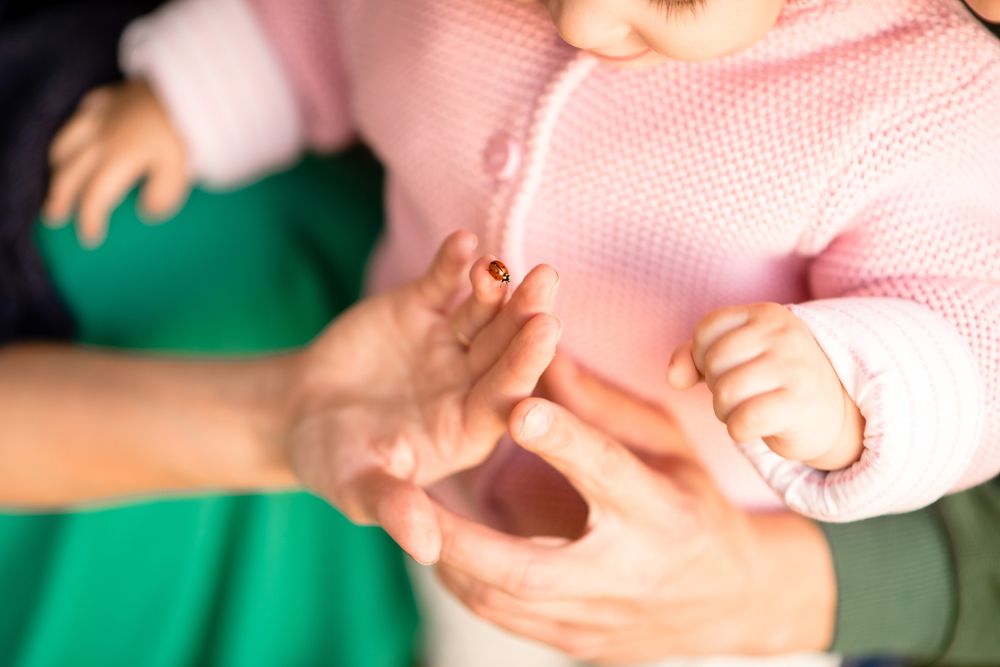 Божья коровка