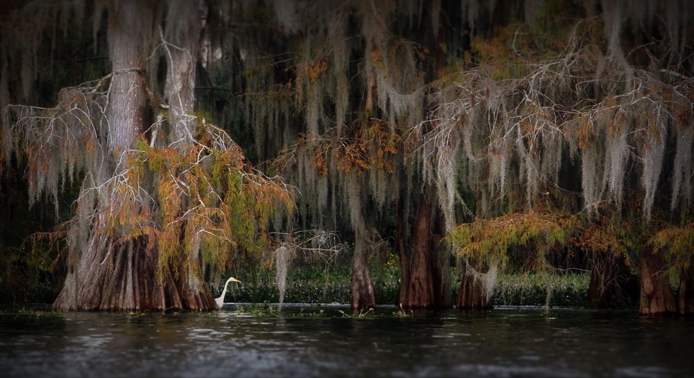 Кипарисовая обитель