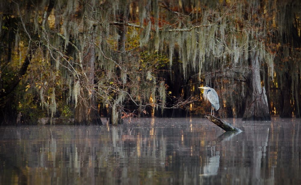 Кипарисовое спокоище