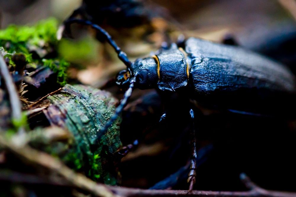 Лесной житель