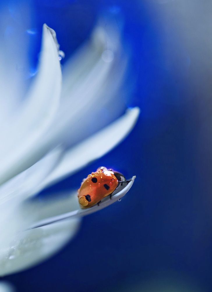 Photograph by Ксения Максименко