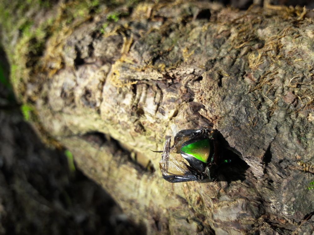 belleza después de la muerte