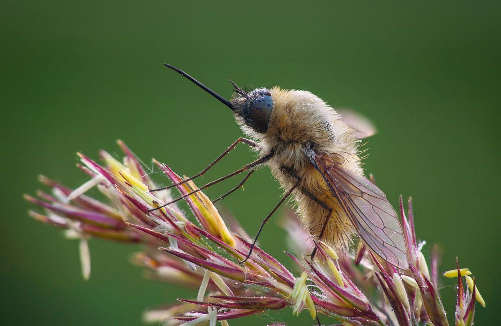 Крылатый буратино