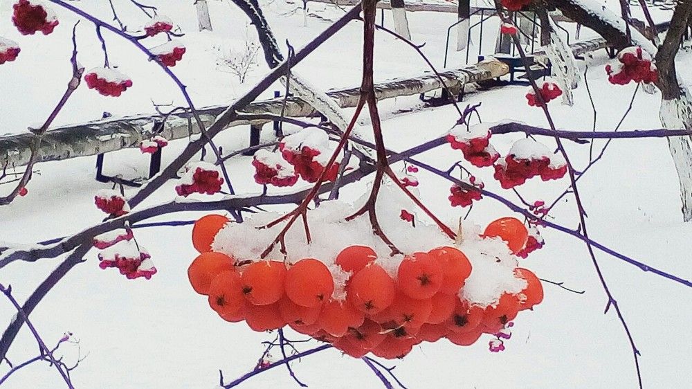 Костёр рябины красной