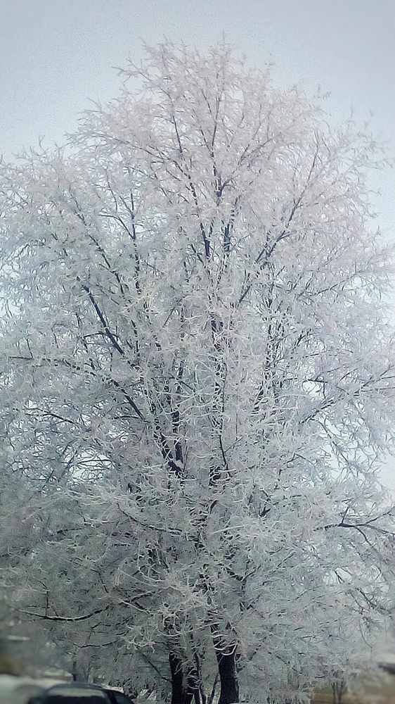 Зима-художница