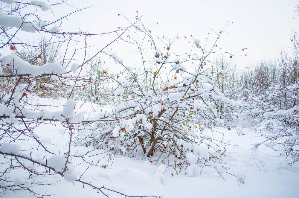 Яблоки на снегу