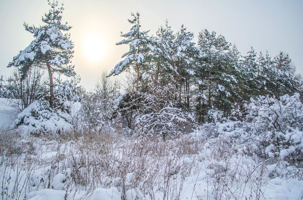 Тут живет Морозко