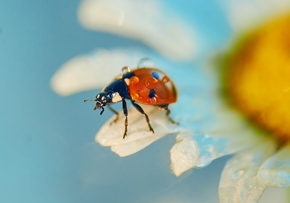 Божья коровка