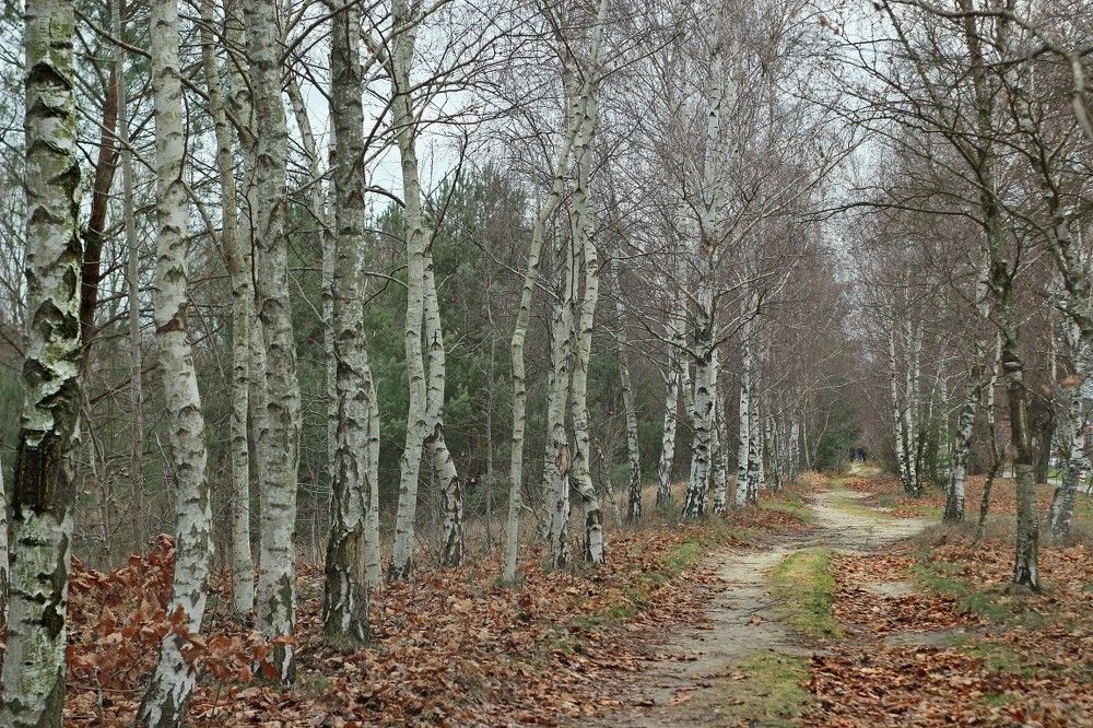 Birch alley